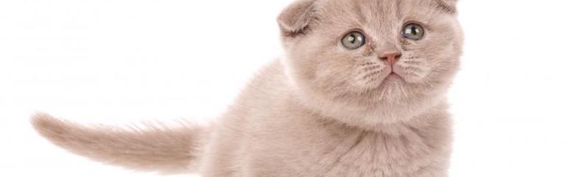 kitten ears