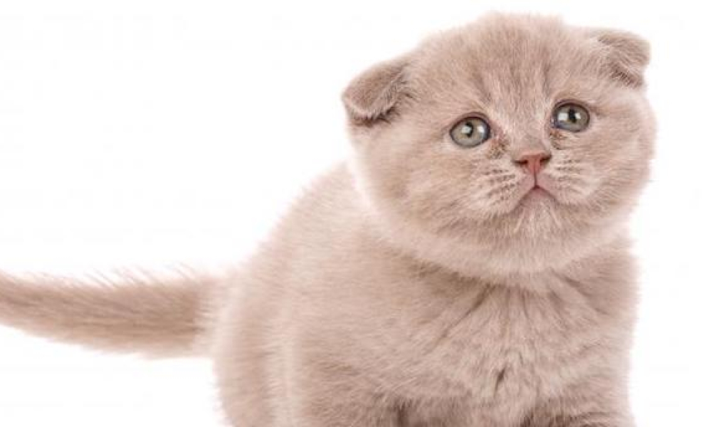 kitten ears