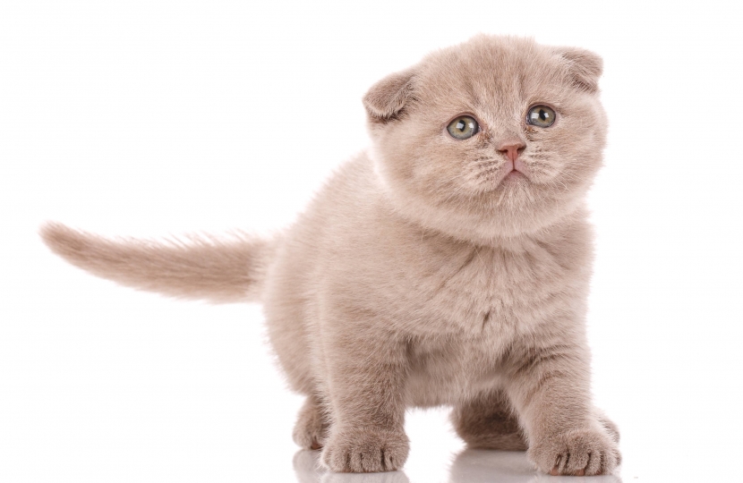 Scottish Fold Cat