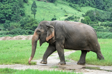 Asian Elephant